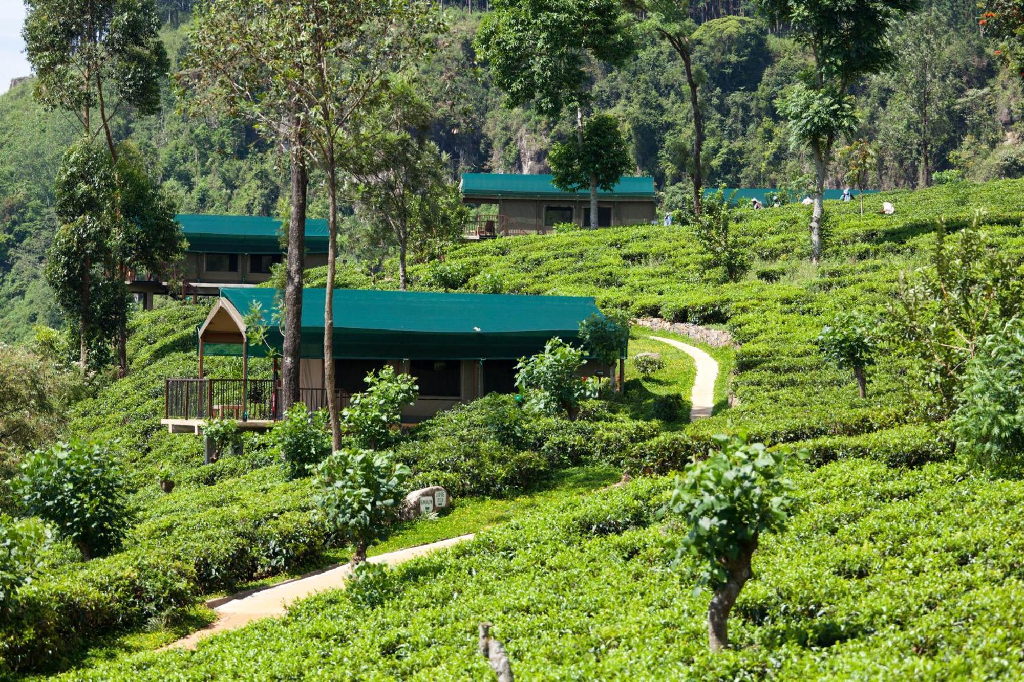 Madulkelle Tea And Eco Lodge Kandy Exterior photo